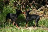 PINSCHER NAIN 181